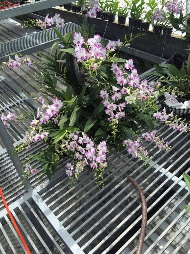 Chớp Enobi ( Chớp sữa ) Chậu F12
