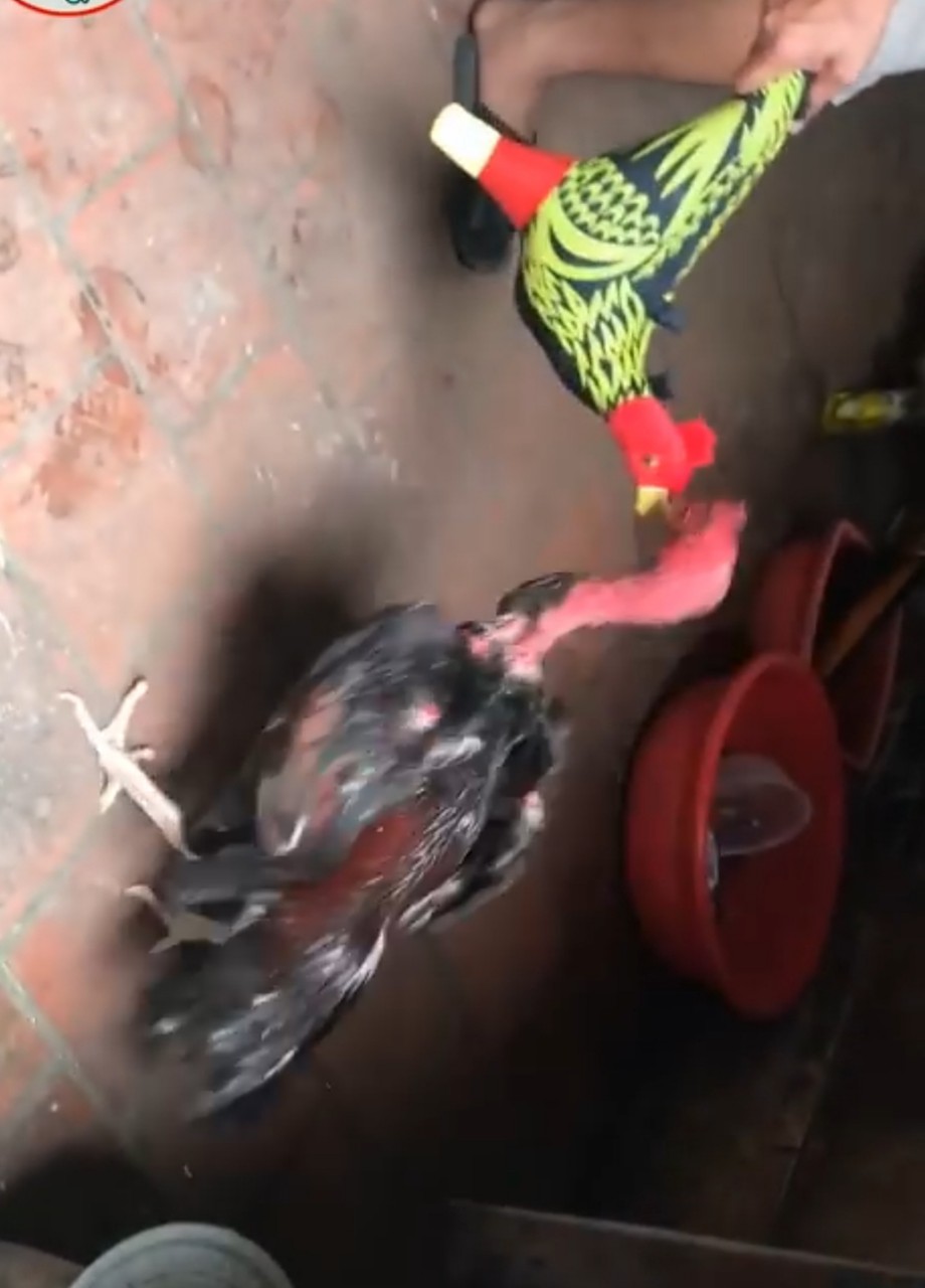 GÀ BÔNG TẬP LỰC CHO GÀ