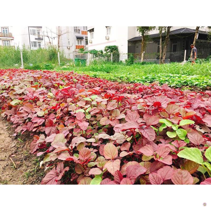 Hạt giống RAU DỀN ĐỎ - gói 20 gram