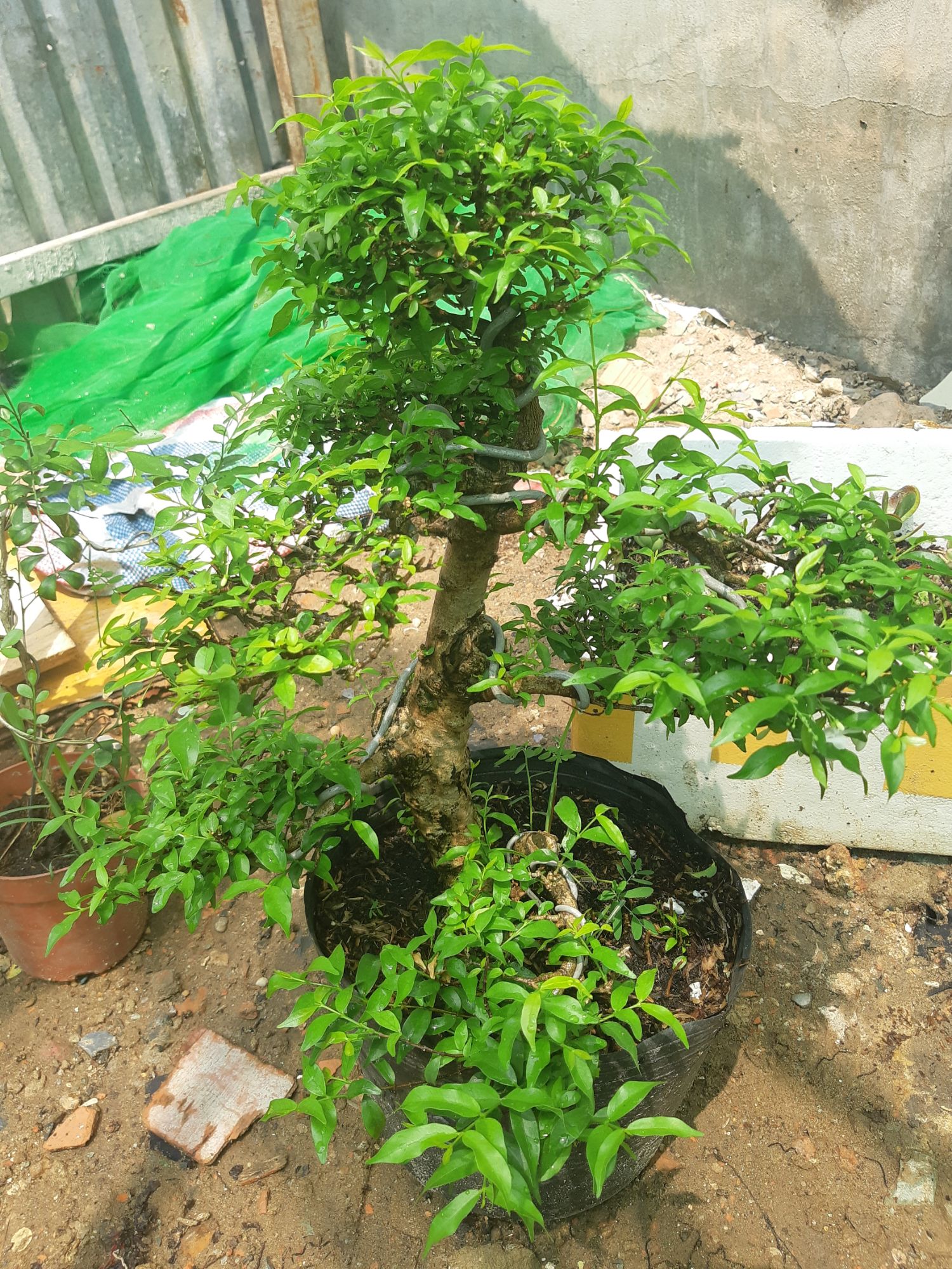 mai chiếu thủy gốc gân lớn