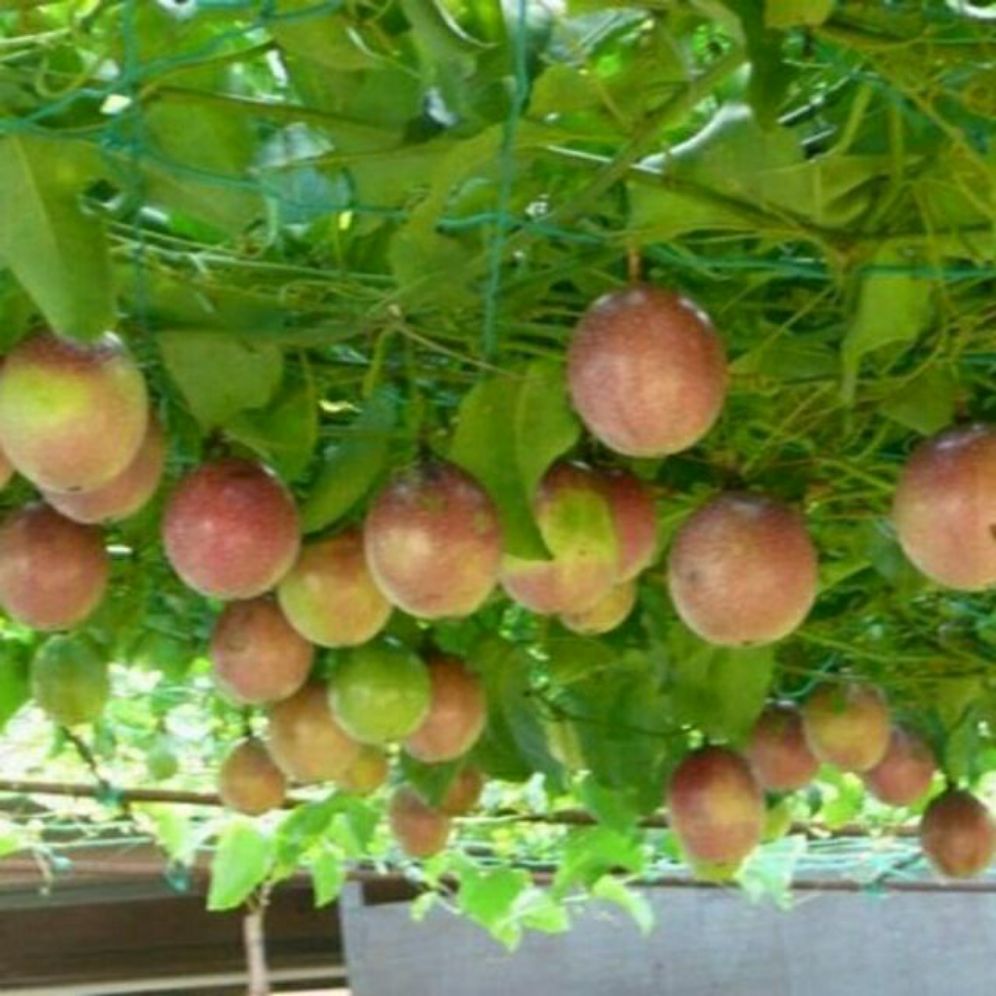 Cây chanh dây tím Đài Loan (3 tháng cho thu hoạch)