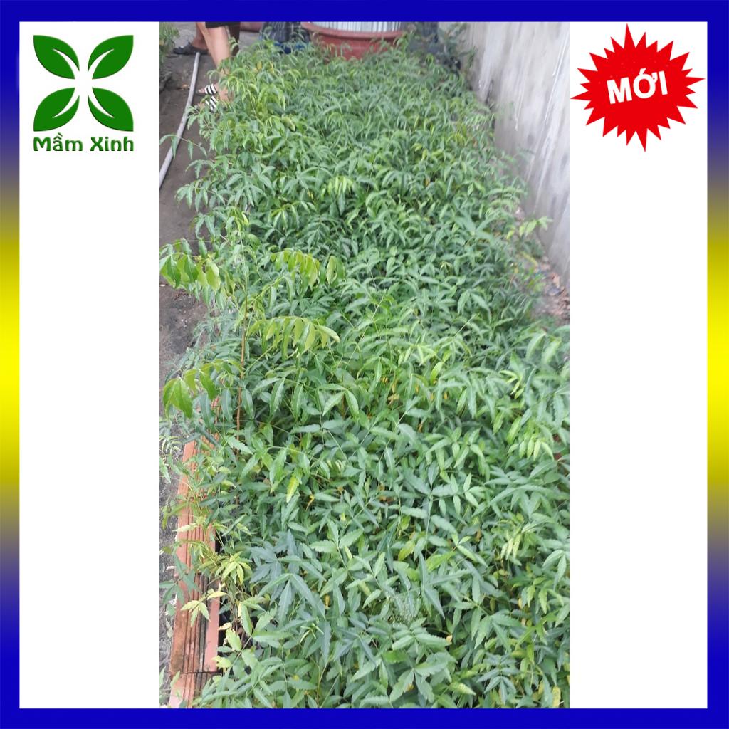 Cây Sầu Đâu Giống