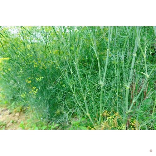 Hạt giống rau thì là - gói 5 gram