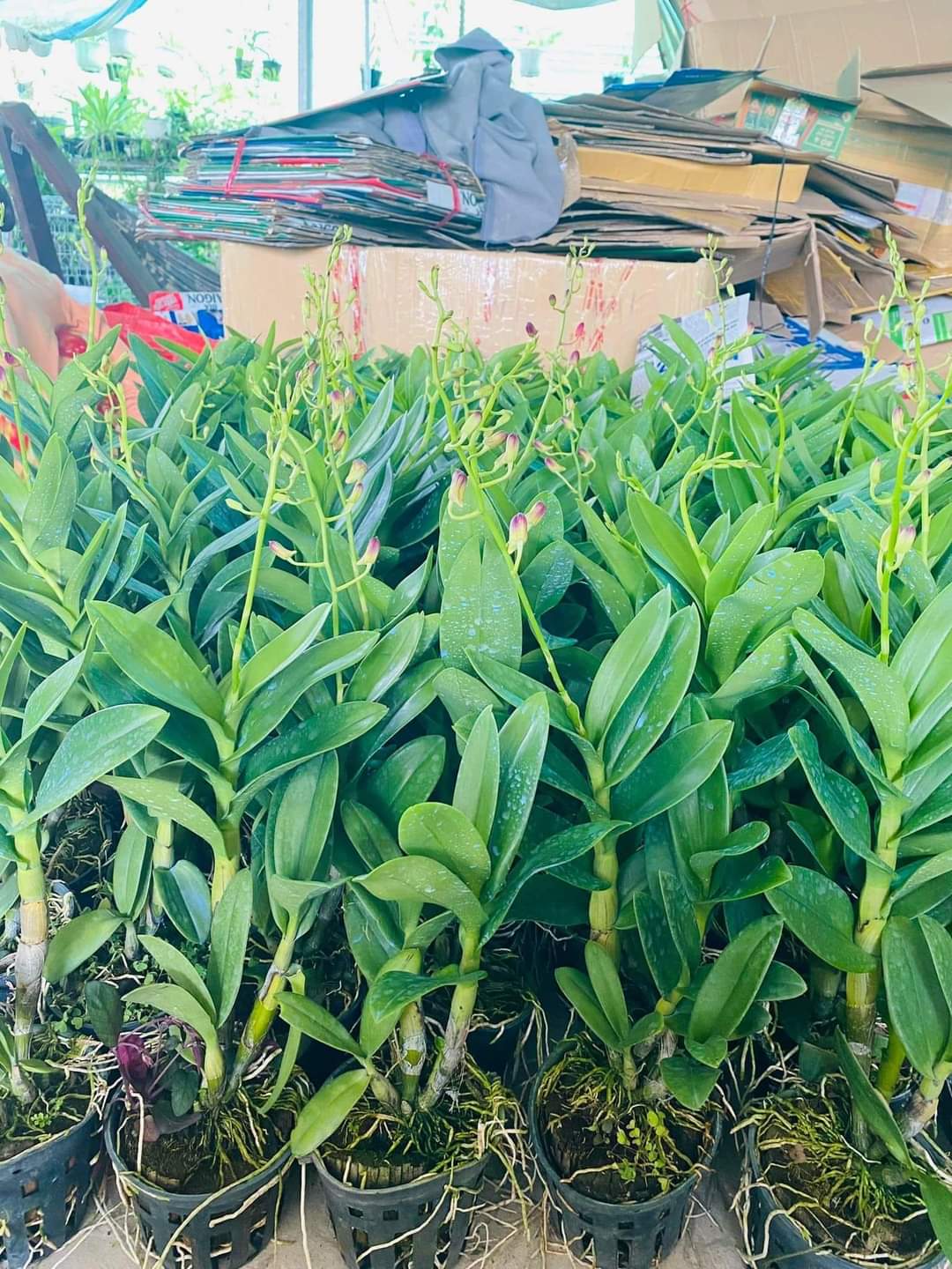 denro Burana Sunshine
