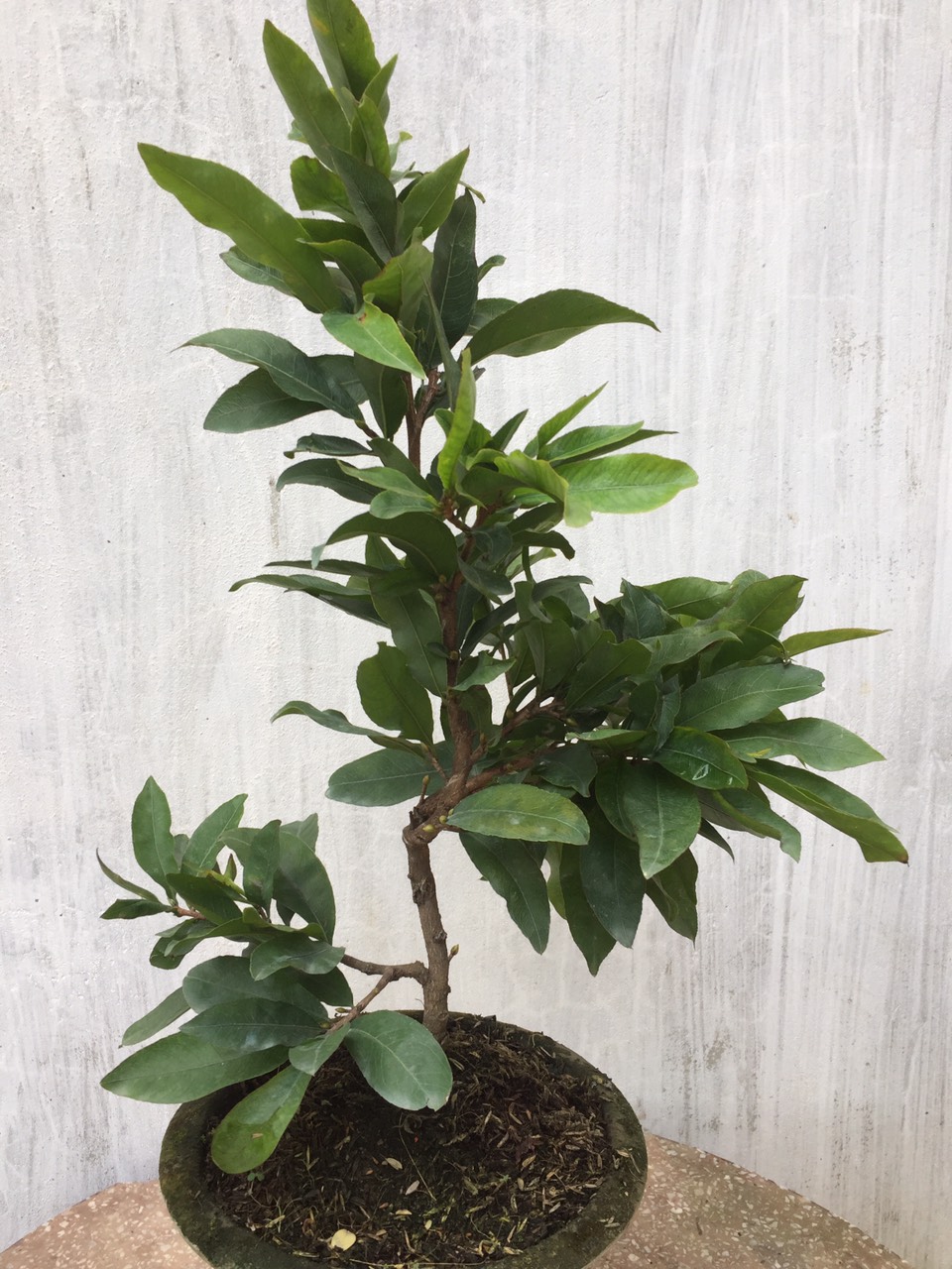 Mai Giảo Thủ Đức 1,5 mùa