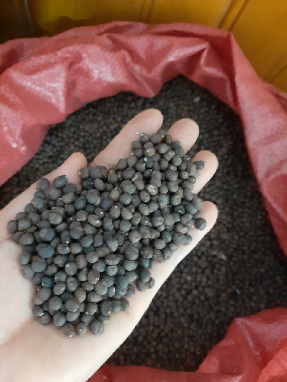 1 kg hạt giống cây gòn