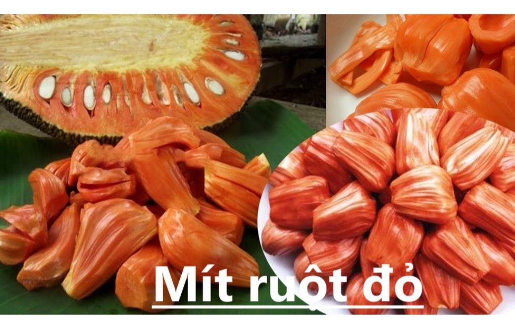 cây mít ruột đỏ sơ đỏ thái lan