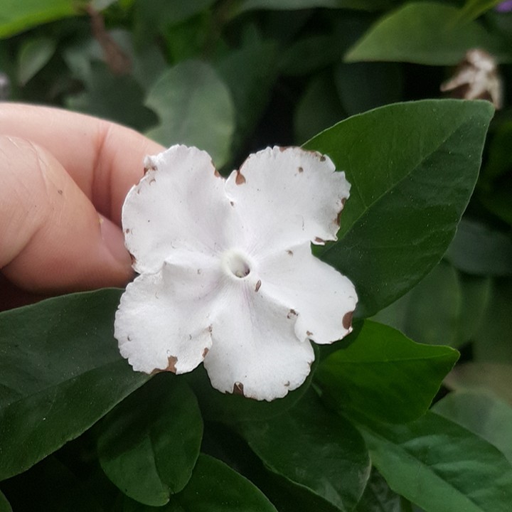 Combo 3 cây giống hoa nhài nhật 2 màu - Tặng cây sâm đất