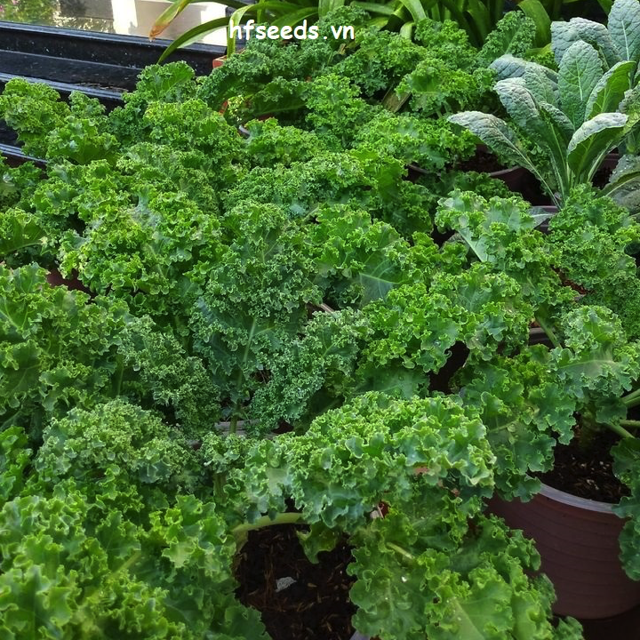 Gói 50 hạt giống cải kale Mỹ Starbor _ hạt giống F1 Mỹ