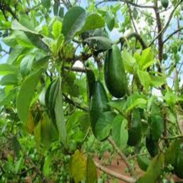 CÂY GIỐNG BƠ SÁP 034
