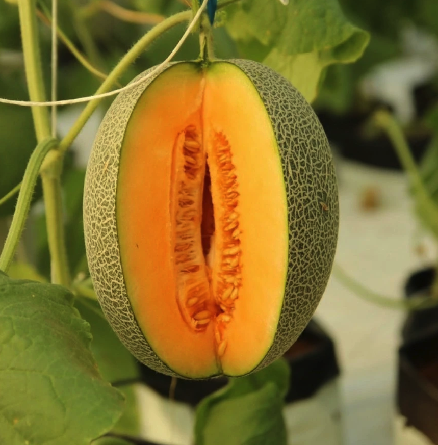 Hạt giống dưa lưới Aroma siêu ngọt