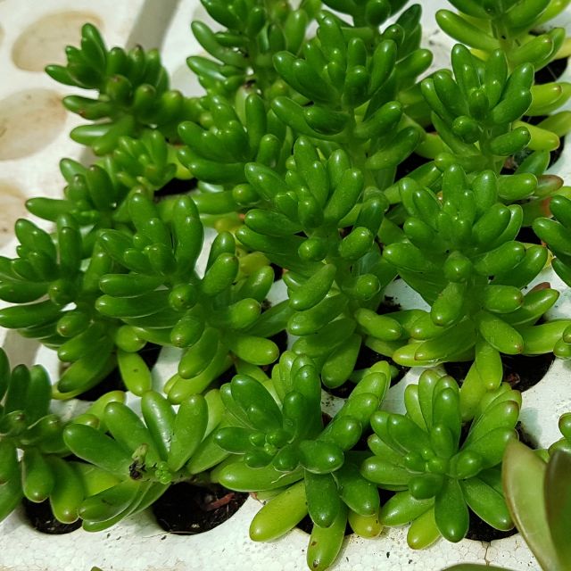Sen đá thạch ngọc lá ngắn vĩ