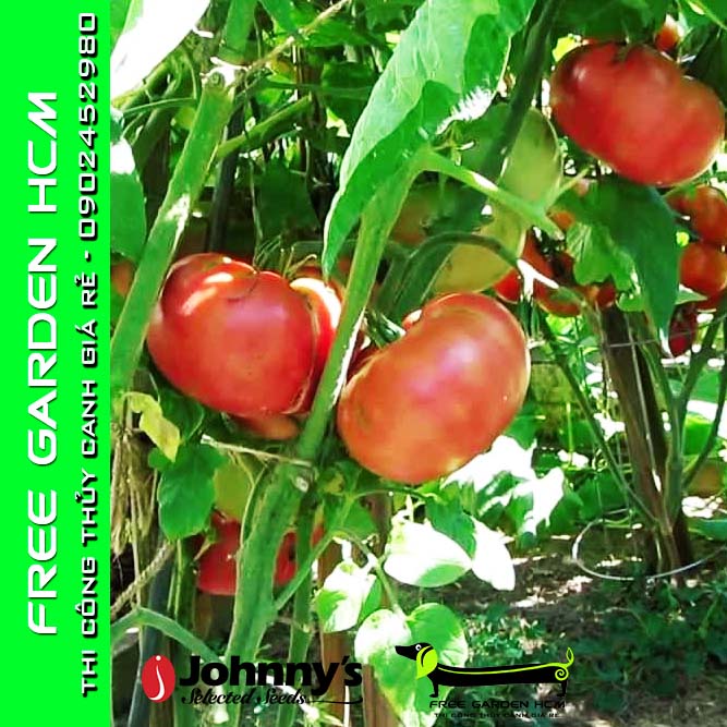 COMBO 50 HẠT GIỐNG CÀ CHUA BRANDYWINE - Johnny’s Seed – Mỹ