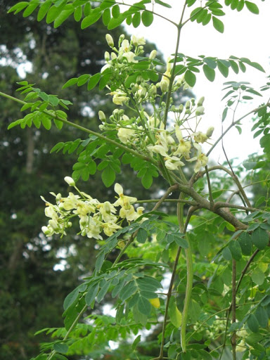 CÂY GIỐNG CHÙM NGÂY