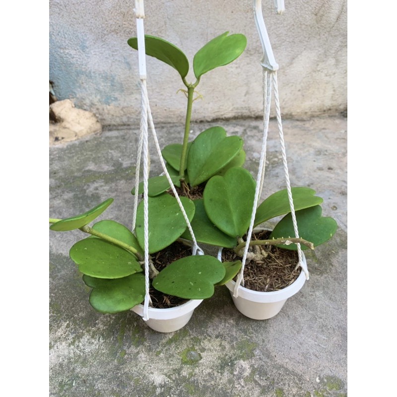 Lan Cẩm Cù lá Trái Tim , cây đẹp giá hợp lý, nhắn tin để shop tư vấn chi tiết