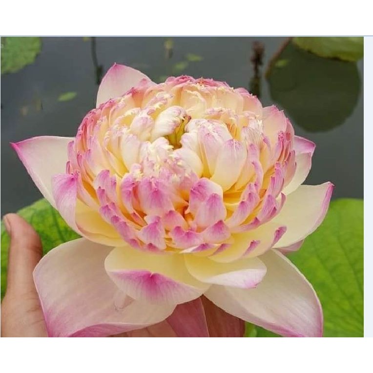 Gói Hạt Giống Sen Bách Diệp ( Đã Mài Đầu Hạt )