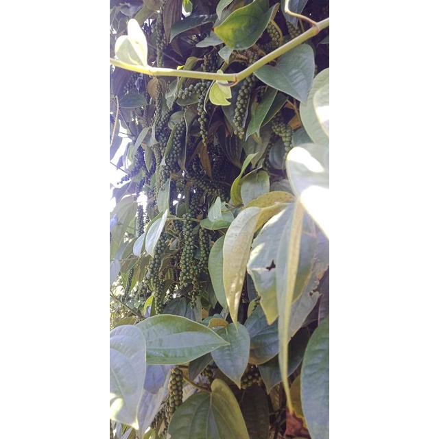 GIỐNG TIÊU SRYLANKA ( BẦU TO CÂY LỚN )