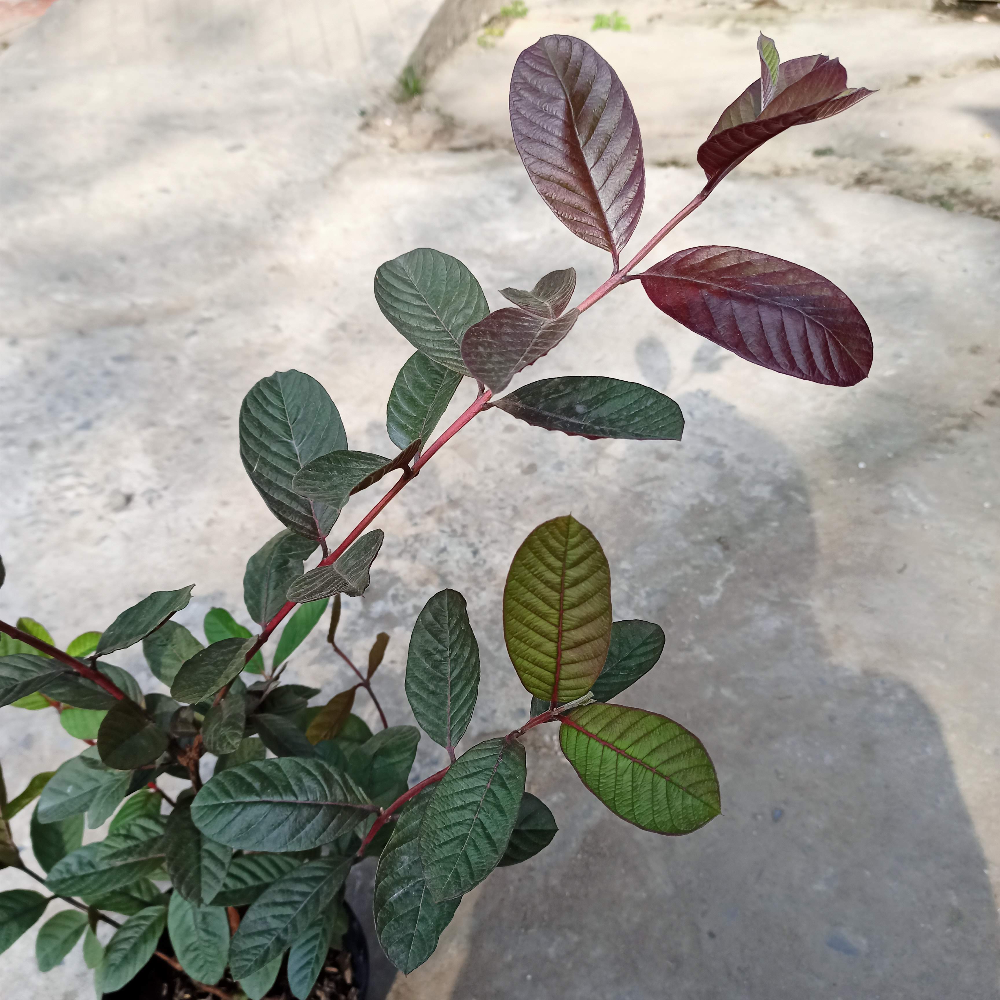 Cây giống ổi tím Malaysia - Summer Garden