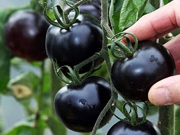 Hạt giống cà chua bi đen gói 30 hạt