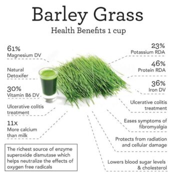 Bột lúa mạch Grass Barley Nhật Bản nguyên chất 100.%