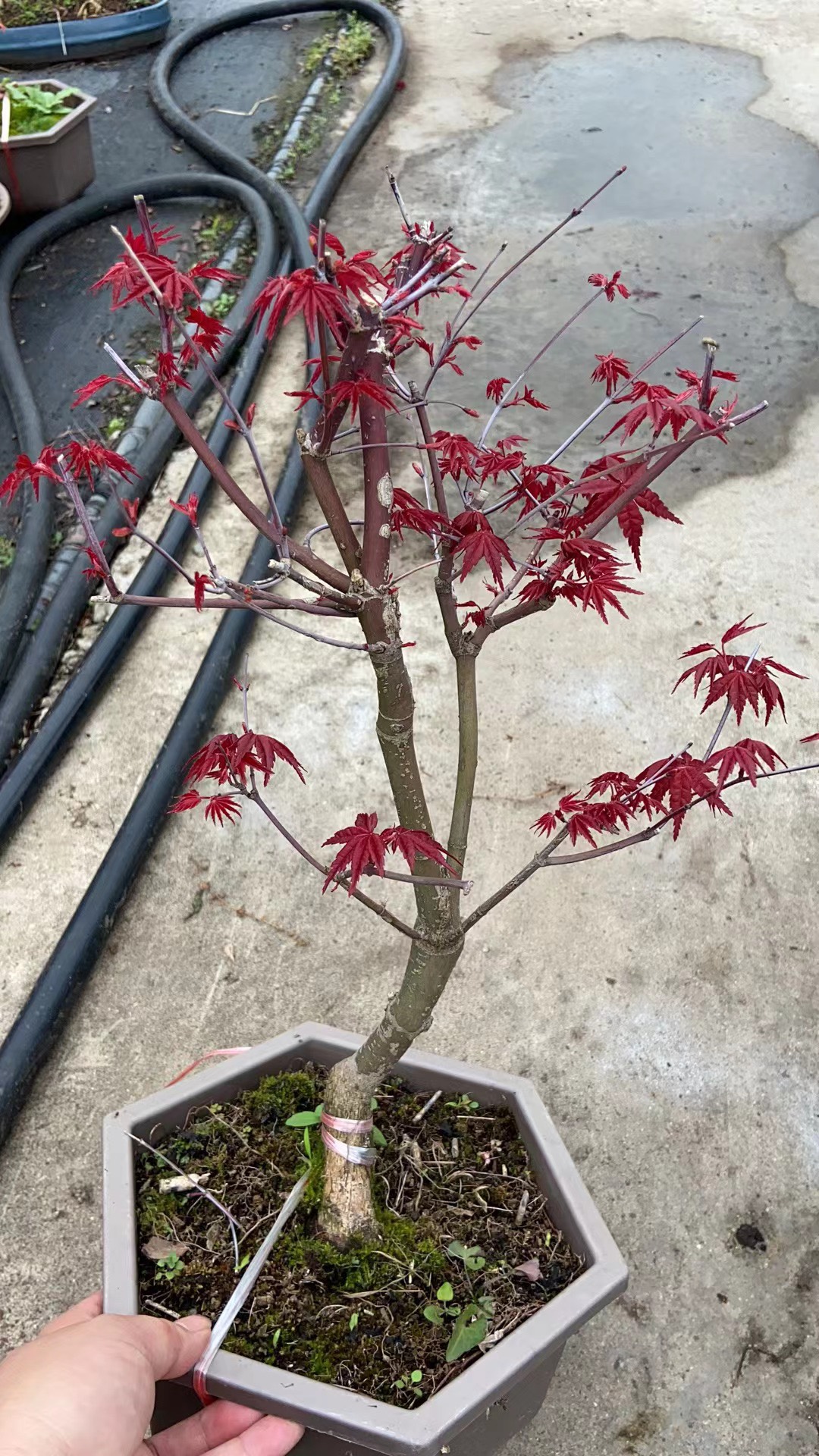 Chậu cây phong lá đỏ