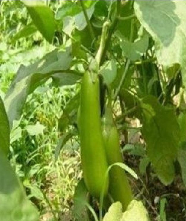 Hạt giống cà xanh lai trái dài - 2gram( 400 hạt)