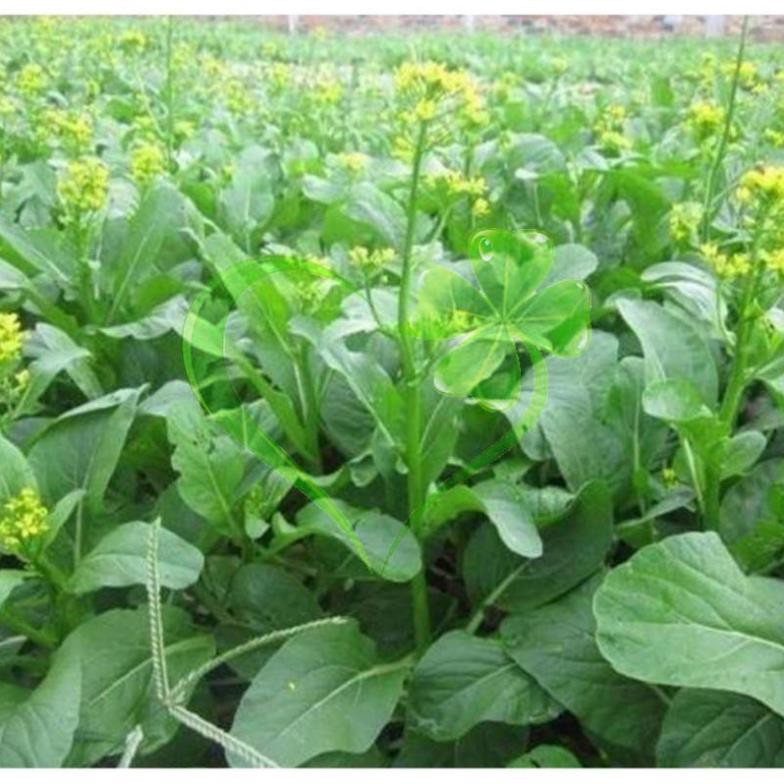 Hạt giống cải ngồng (cải ngọt bông) - gói 20 gram