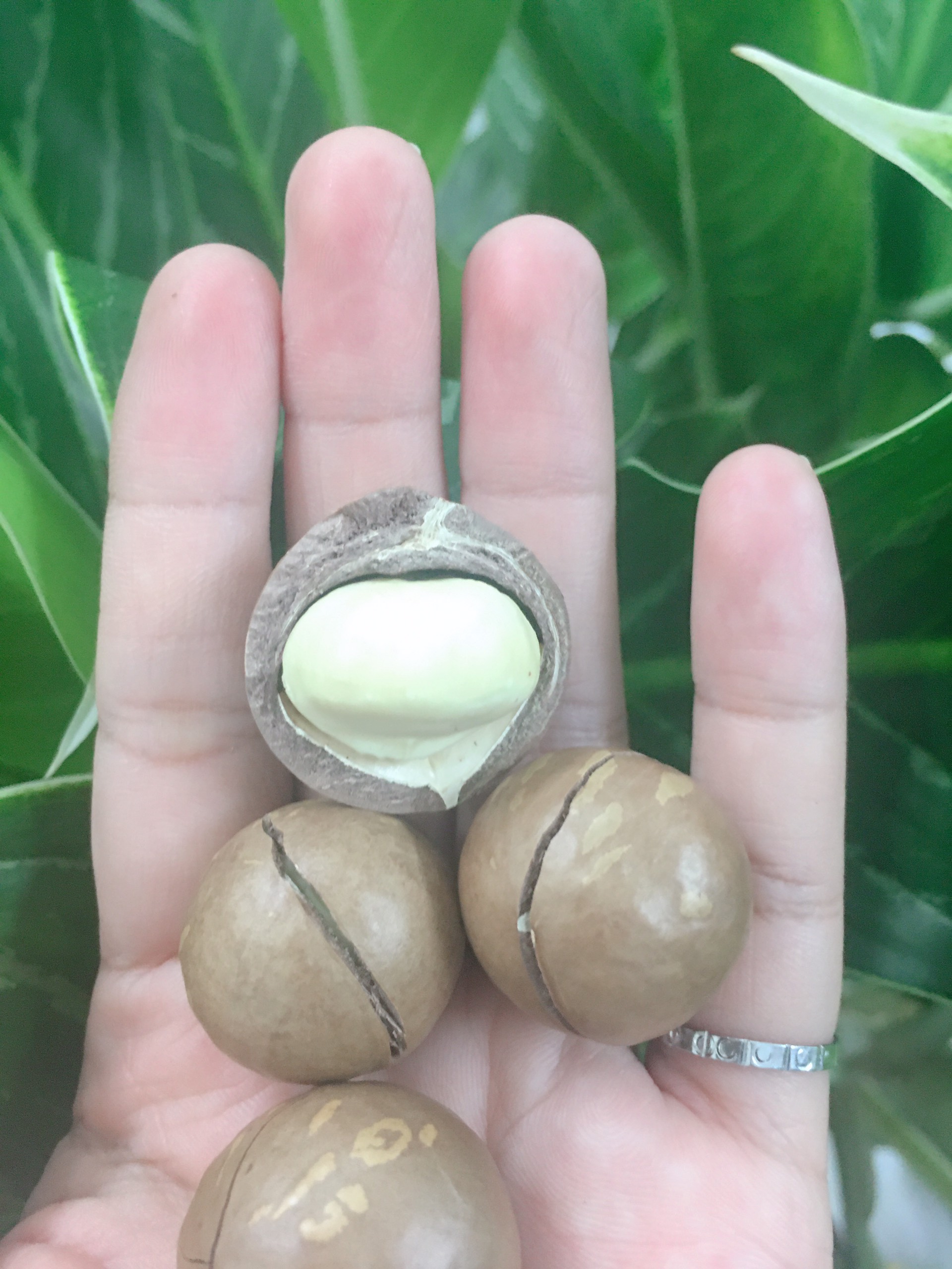 [HCM]500gr Nhân macca Đăk Lăk sấy chín