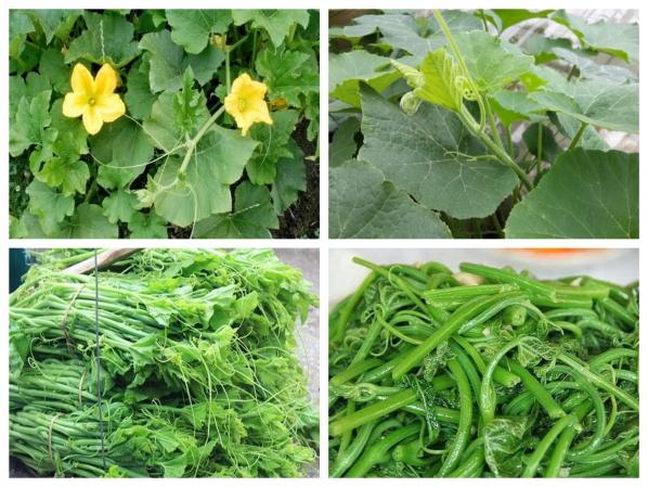 [HCM]Gói 10g hạt giống bí ngọn siêu đọt