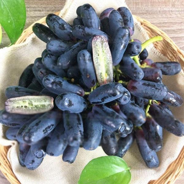 [ SP Mới Về] - Hạt giống nho móng tay