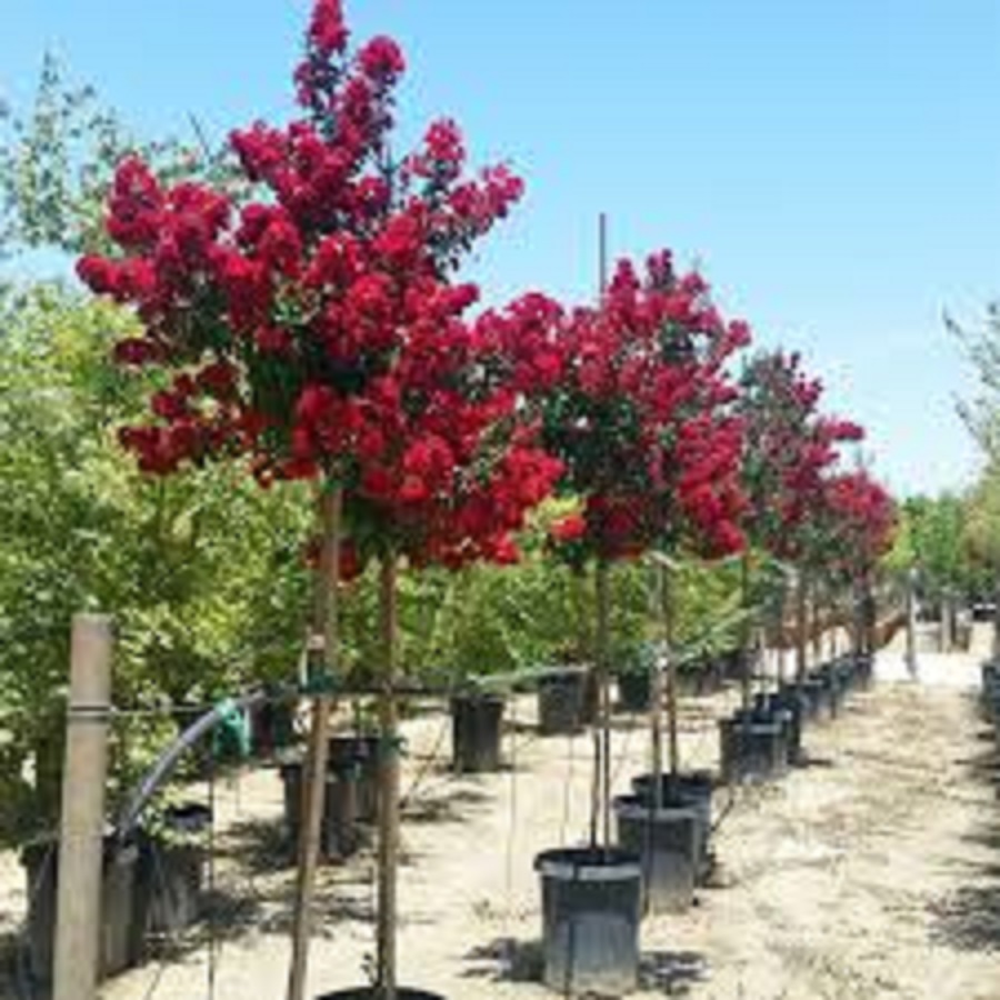 Chậu cây hoa tường vy huyết long, hoa bền, siêu đẹp