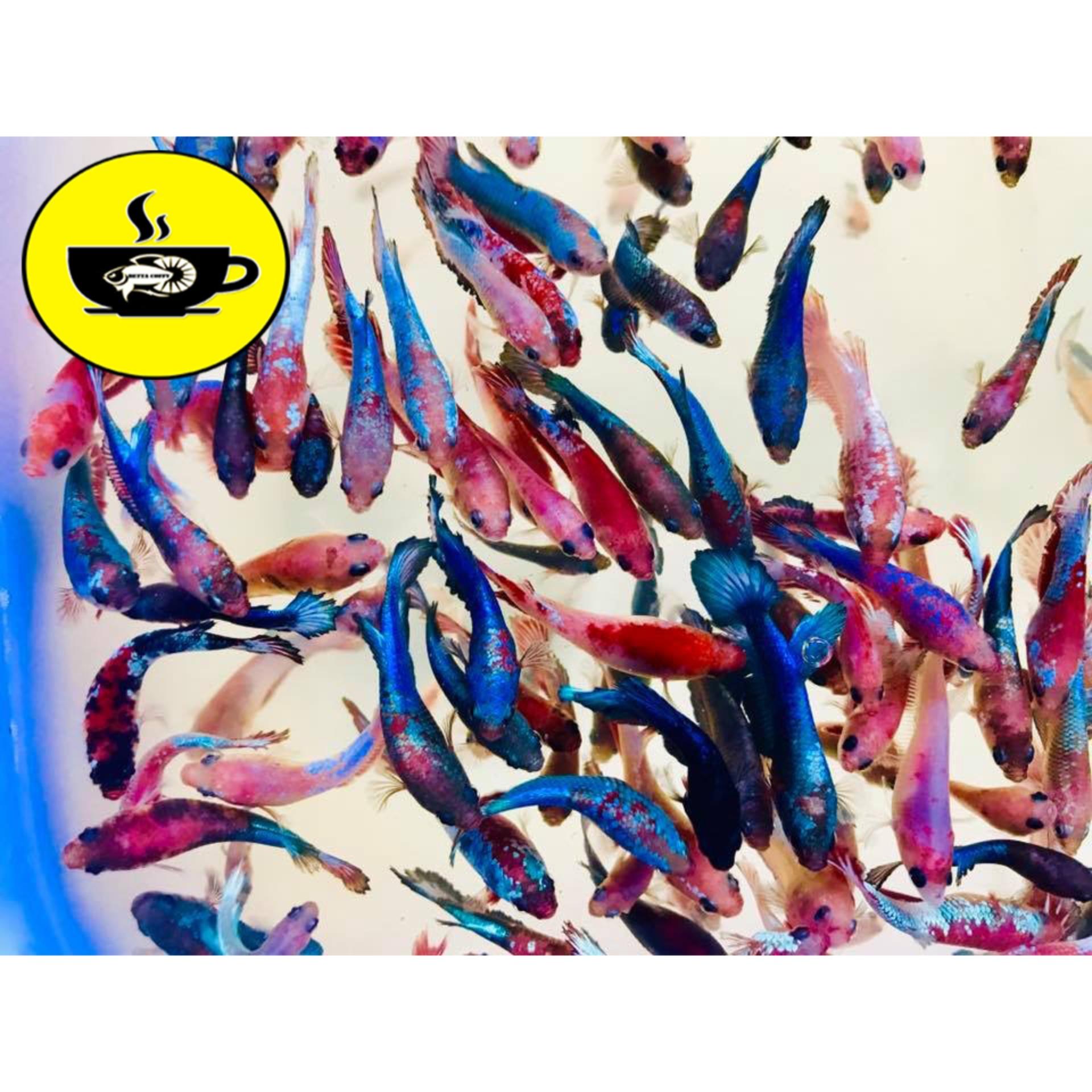 Tảo Bột - Thức ăn cho Artemia và cá con