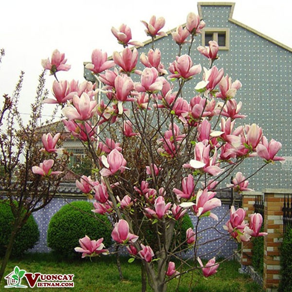 Hạt giống hoa mộc lan mix màu ( gói 5 hạt/Kèm gói kích hạt nảy mầm )
