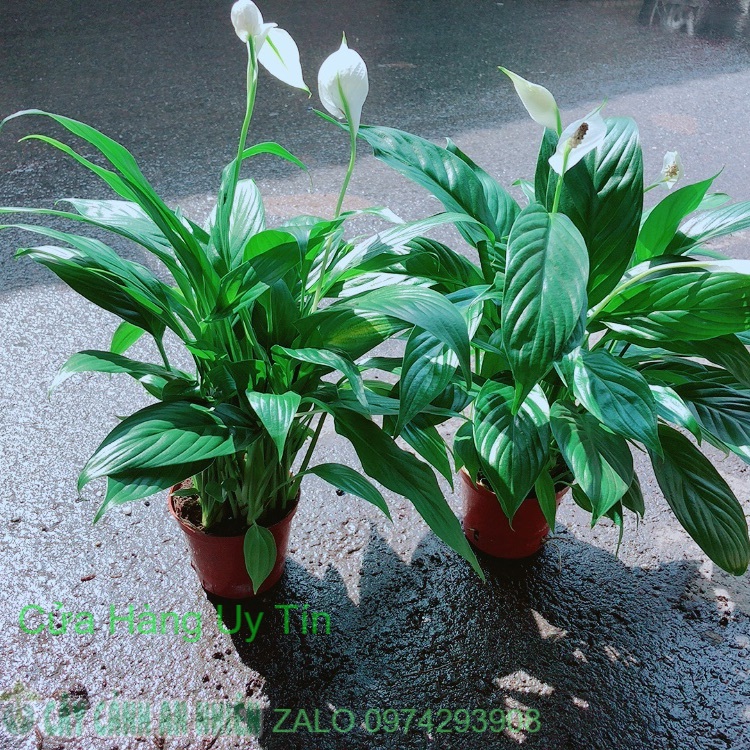 Chậu lan ý có hoa sẵn