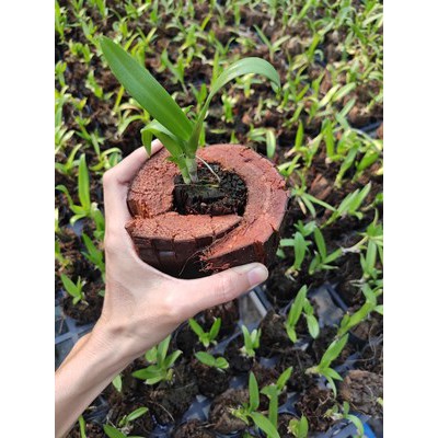 Combo 10 cây giống hoa lan Dendro (hàng lai)