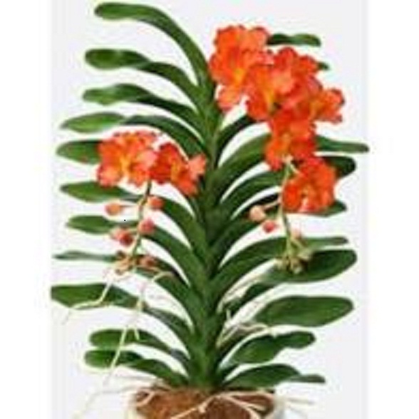 cây giống lan vanda, hàng nhập thái lan, đủ màu