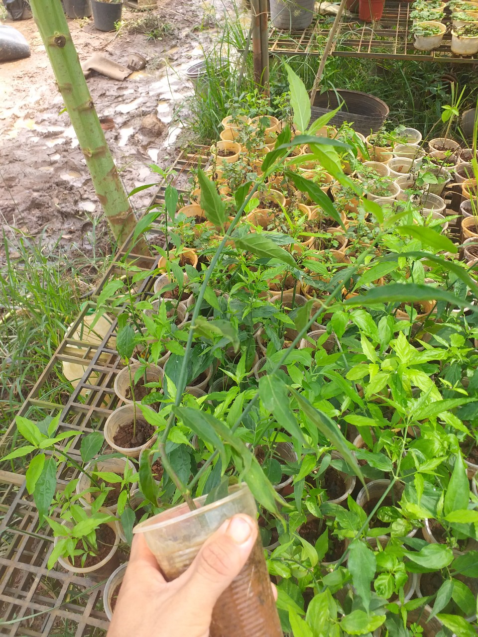 Cây xương khỉ