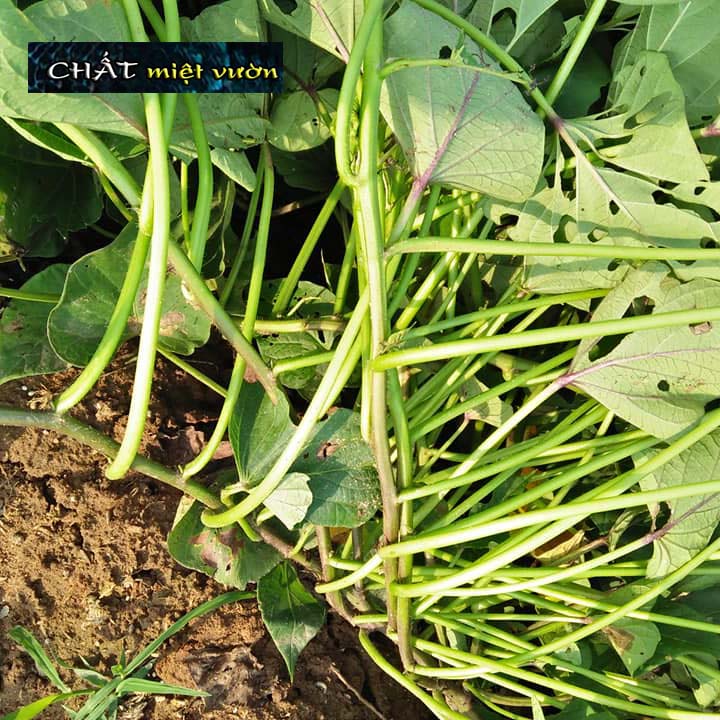 Bó 10 Dây khoai lang giống siêu củ/siêu đọt (1 cây giống đỏ/xanh dài ~35cm)