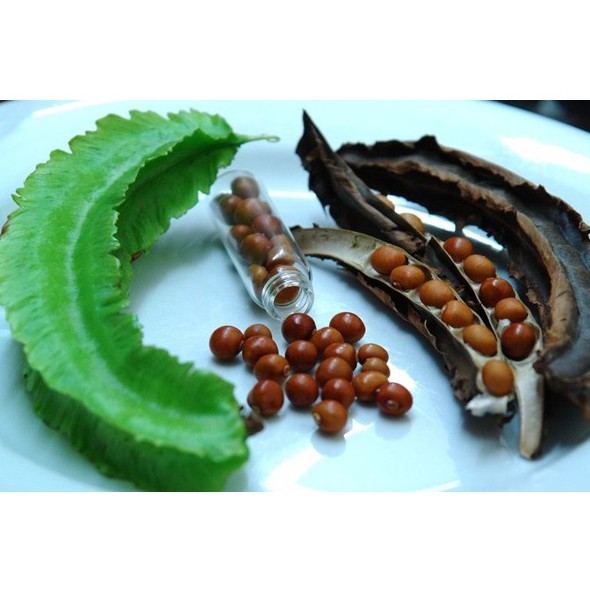 [HCM][Gói 10g] Hạt giống Đậu Rồng (đậu khế)