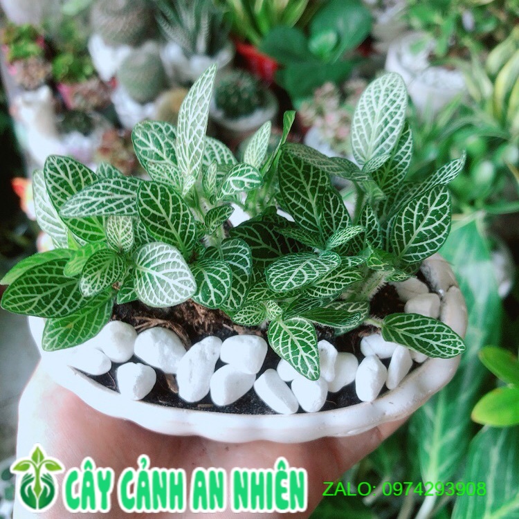 Chậu Cây Cẩm Nhung