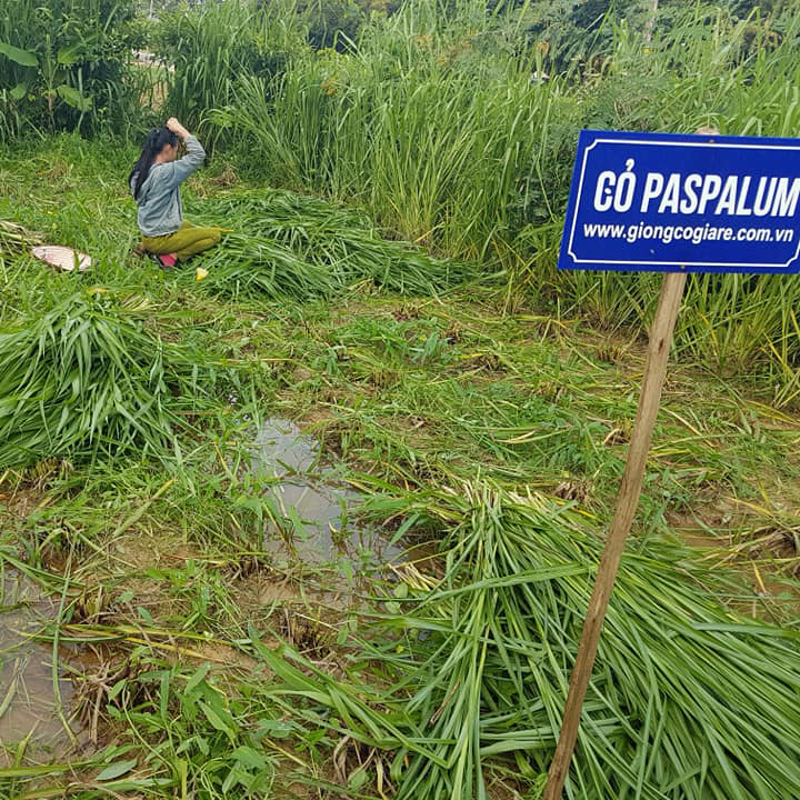 Hạt Giống Cỏ Paspalum - chịu ngập úng