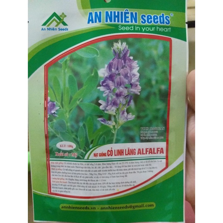 Hạt giống cỏ chăn nuôi ALFALFA 100g ( Linh lăng)