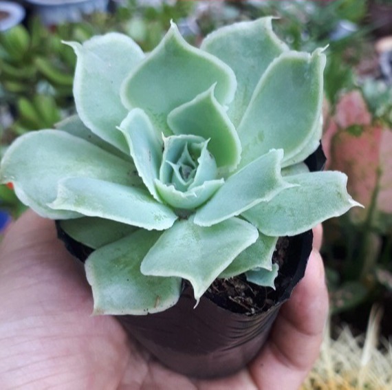 Sen đá Bắp cải xanh
