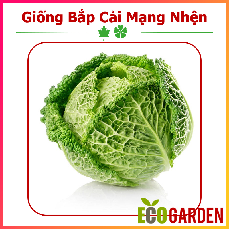 Hạt giống bắp cải mạng nhện