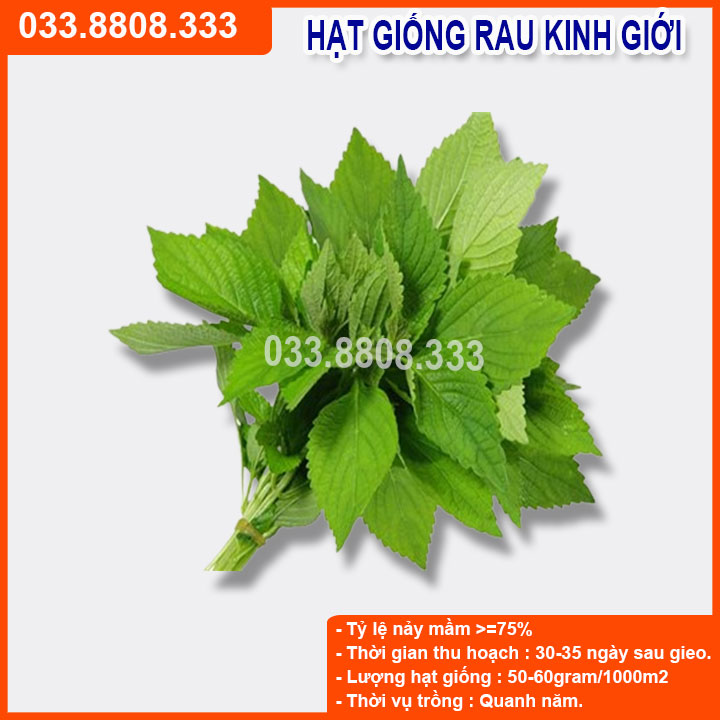 Hạt giống rau kinh giới nảy mầm nhanh, giống chuẩn