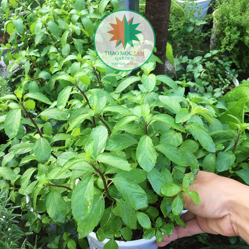 Chậu Cây Bạc Hà Pepper Mint / Bạc Hà Âu (Bạc Hà Tiêu)