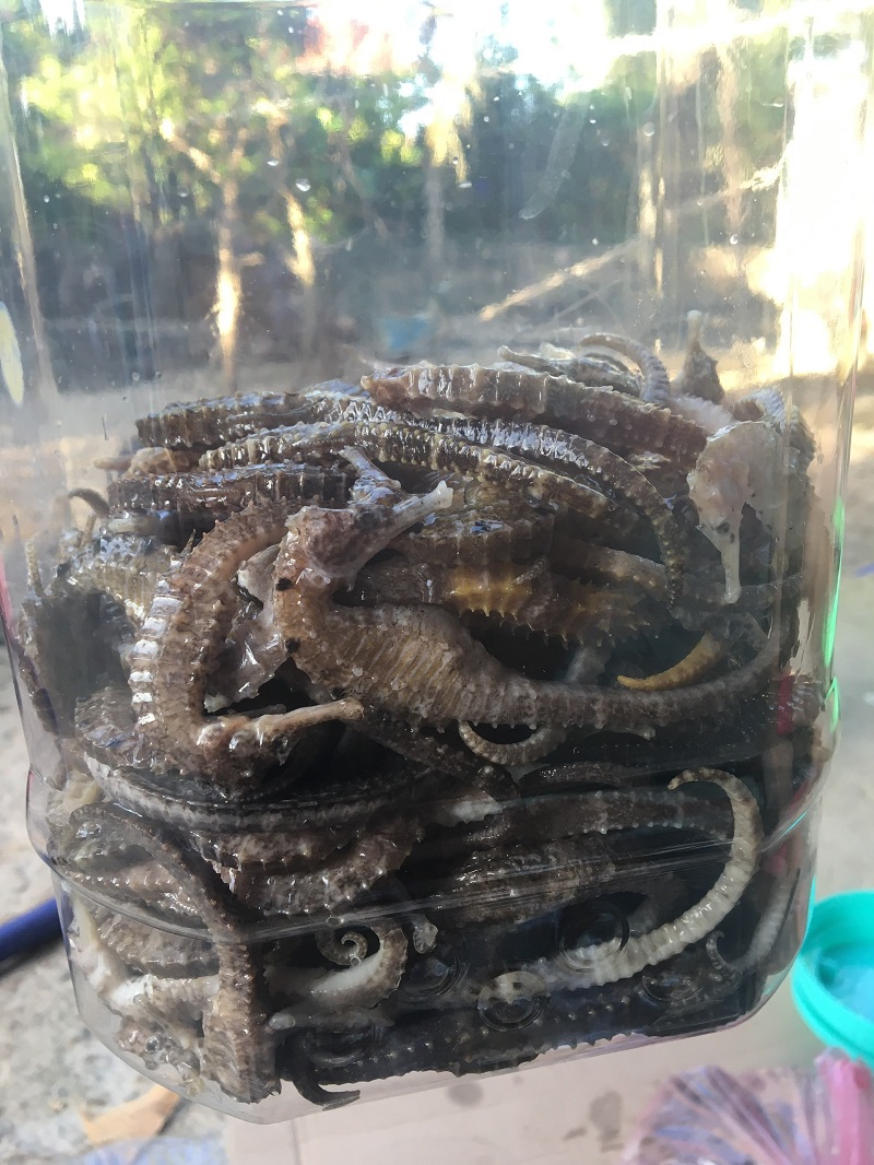 KHÔ CÁ NGỰA ( HẢI MÃ) SIZE TỨ 11cm - 12cm
