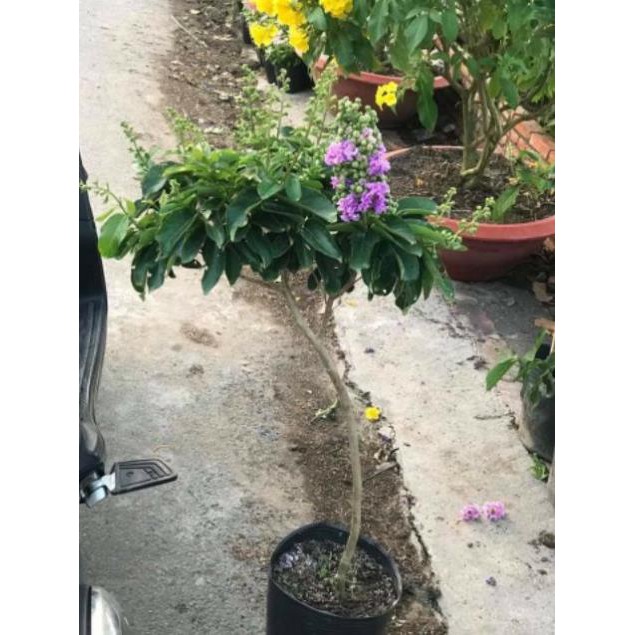 [ XẢ - CẮT LỖ] Bằng lăng Thái