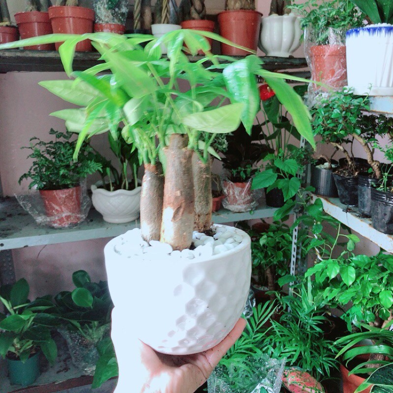 Cây Kim Ngân Kèm Chậu Sứ