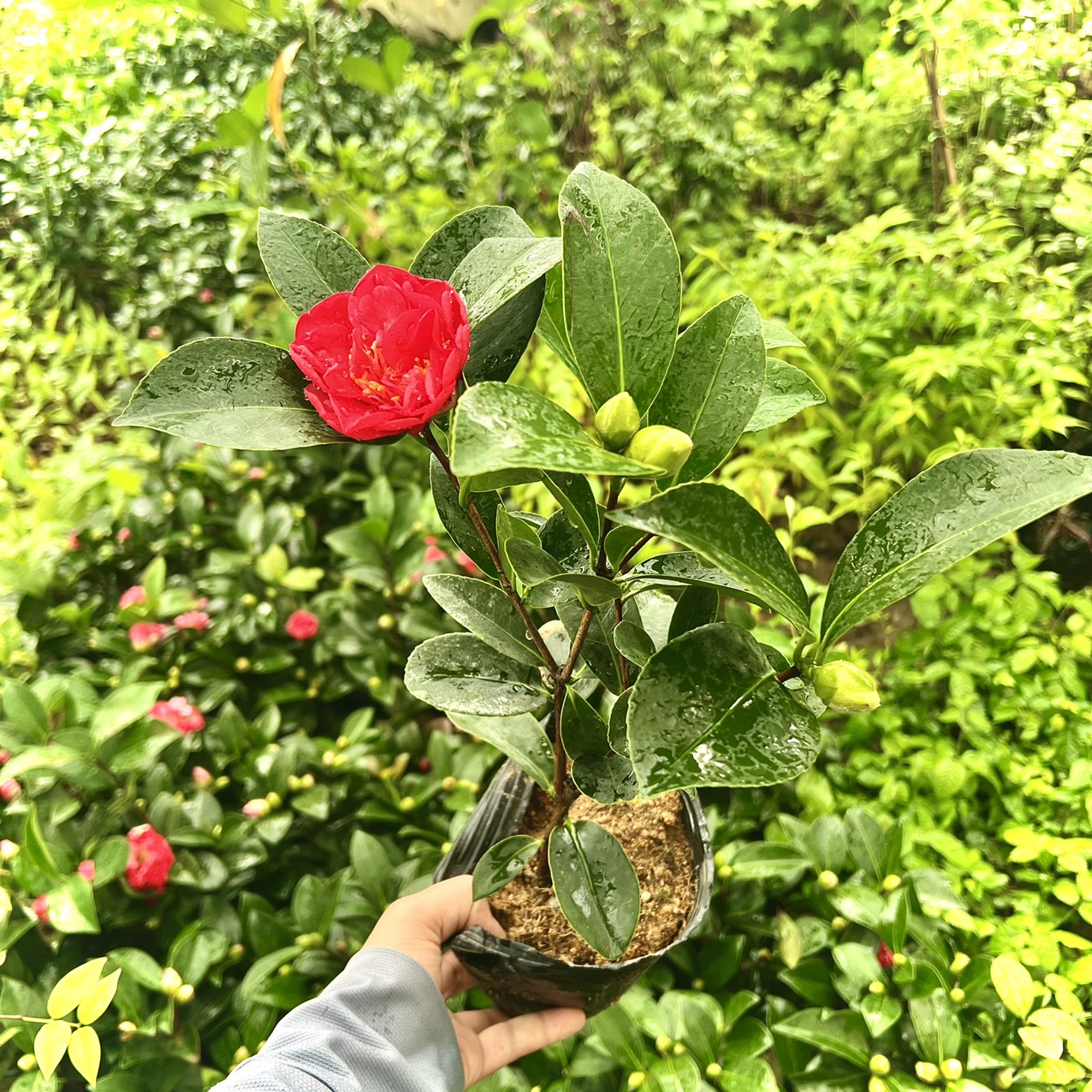 Cây trà tứ quý kép size trung cao 40 cm  (ảnh thật số 2)